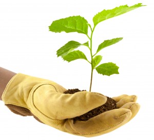 plant d'arbre dans main gante